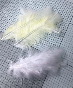 coloured feathers